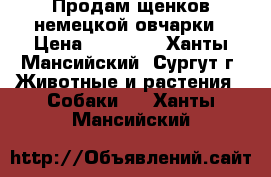 Продам щенков немецкой овчарки › Цена ­ 10 000 - Ханты-Мансийский, Сургут г. Животные и растения » Собаки   . Ханты-Мансийский